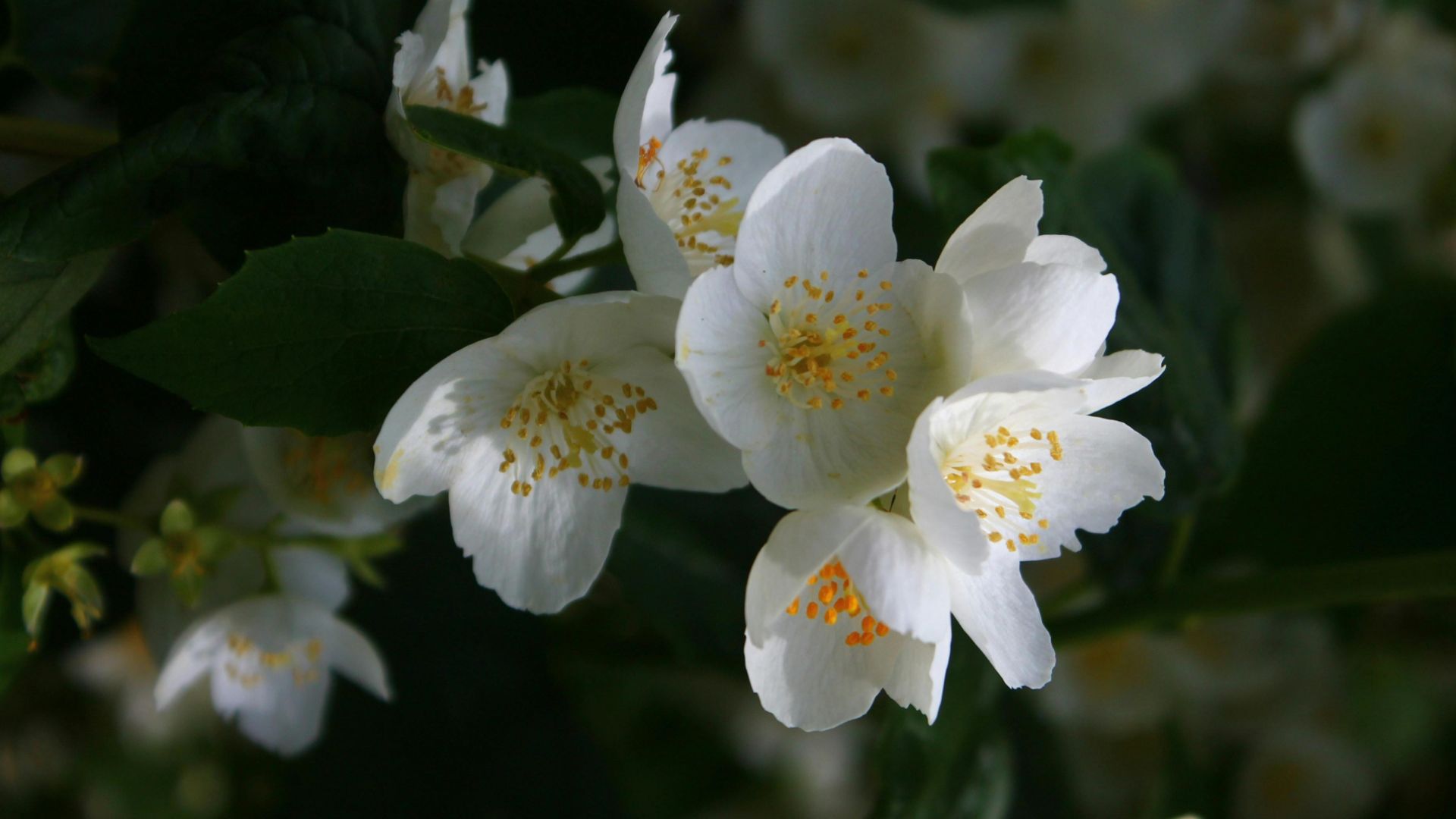 Heart of Jasmine